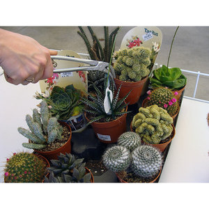 Pince à plantes succulentes - Petit ensemble d'outils de jardinage en métal - Product Image 4