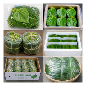 Hojas de Betel Frescas Premium, Hojas de Paan Verdes Naturales de Bangladesh, Exportación a Granel, Hojas de Betel de Calidad, Venta al por Mayor, MOQ Bajo, Proveedor Global - Product Image 5