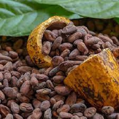Органические жареные какао бобы для шоколада Оптом Сушеные какао бобы сертифицированные органические
