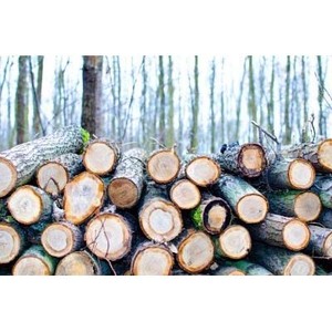 Fournisseur de bois de la meilleure qualité, vente en gros de bois de chêne, bois de frêne, planches de bois massif, bois de pin - Product Image 2