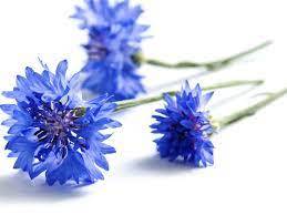 100% Pure & Natural Certified Cornflower <b>Hydrosol</b> Oil for Aromatherapy with Low Price and High Quality Bulk Exporter From India - Product Image 2