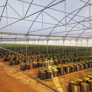 Système de serre multi-chapelles en PE de qualité supérieure, film transparent anti-goutte, structure en acier galvanisé à chaud durable pour légumes - Product Image 2