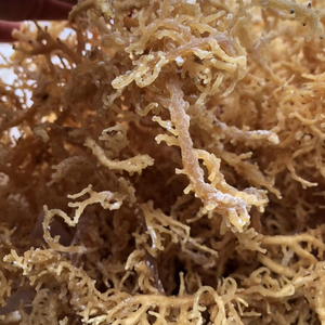 Vente en gros d'algues eucheuma cottonii séchées de haute qualité de fournisseur vietnamien - Product Image 4
