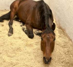 Vente en gros copeaux de bois vietnamiens sawdus pour literie animale - Product Image 3