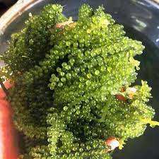 ALGAS DESHIDRATADAS NATURALES DE ALTA CALIDAD, CAVIAR VERDE-50 gramos (70 gramos después de remojar en agua) Vietnam - Product Image 3