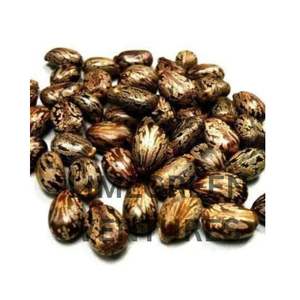 Semillas de ricino orgánicas naturales de doble lengua 12 meses de vida útil - Product Image 1