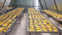 Tranches de mangue séchées douces et naturelles - Collation de fruits tropicaux séchés Durée de conservation de 6 mois Commandes en gros prêtes à l'exportation Qualité supérieure
