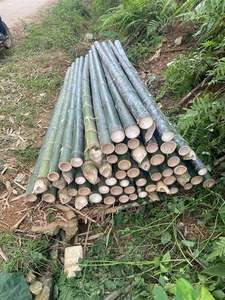 เสาไม้ไผ่ดิบสำหรับตกแต่งงานฝีมือและรั้วกลางแจ้ง - Product Image 6