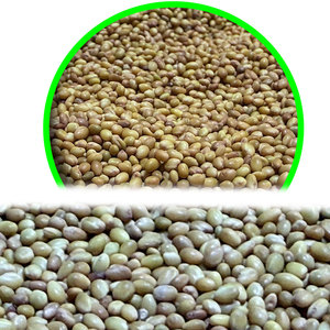 Trèfle Berseem | Apport précieux dans l'élevage - Product Image 2