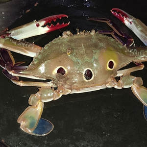 Bulk Frozen 3 Spot Crab Mejor Precio Venta al por mayor Exportación Mariscos Proveedor Fabricantes de confianza en todo el mundo - Product Image 4