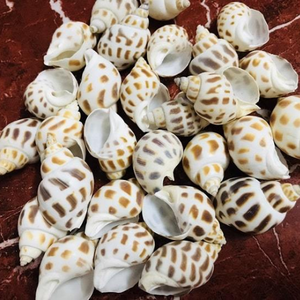 Conchas marinas de Babilonia de alta calidad, Concha decorativa de Areola hecha a mano de Vietnam, estilo de Animal náutico pulido - Product Image 3