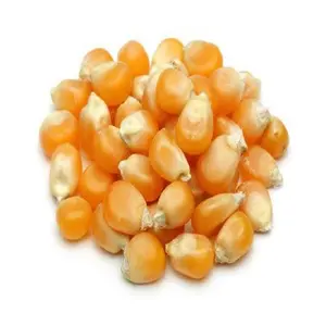 Gran Venta de granos de maíz indio para hacer palomitas de maíz y platos de maíz disponibles para exportación a granel desde Filipinas