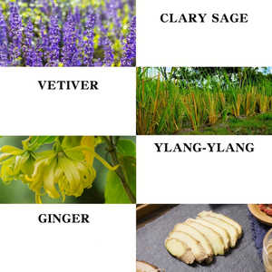 น้ำมันนวดตัวขิง คลารี เวติเวอร์ ยลัง-ยลัง น้ำมันบำรุงผิวสำหรับผู้ชายและผู้หญิง - Product Image 4