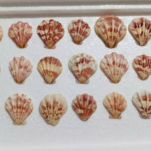 Mélange sur mesure de haute qualité coquillages décoratifs coquillages de décoration naturelle - Product Image 4