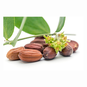 Venta al por mayor de semillas naturales extracto de semillas de jojoba doradas - Product Image 1