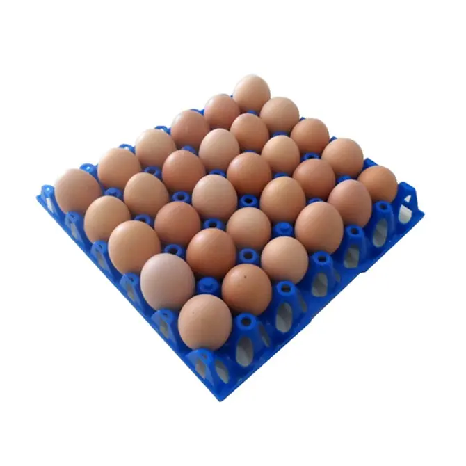 Telur unggas UR Australia | Jual, ditukar & Beli telur ayam batok putih