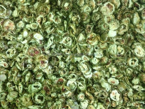 Melón amarga seco, económico, hecho en Vietnam/vacaciones - Product Image 6