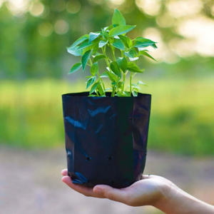 Sacs de pépinière en PE noir pour la croissance temporaire des plantes et la vente en pépinières et centres de jardinage au Vietnam - Product Image 6