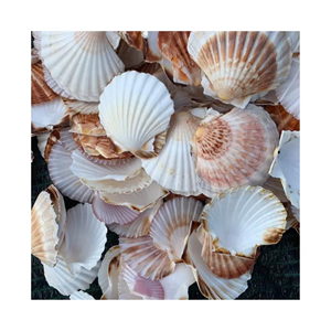 Concha de caracol de mar Natural para decoración, ecológico, 99 gd, gran oferta - Product Image 2