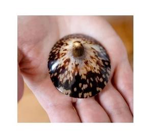 L'allaitement poli Limpet Seashells pour le marché France - Product Image 1