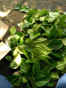 {HOT-SALE 2024} -BETEL FRAIS/Feuilles de bétel 100% NATURELLES/LE MEILLEUR PRIX/EXPORTATION DU VIETNAM - Product Image 2
