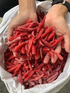 Chiles Rojos Congelados IQF – Chiles Rojos Congelados de Primera Calidad de Vietnam - Product Image 2