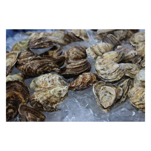 Carne de ostra japonesa de origen industrial disponible para demanda a granel continua - Product Image 4