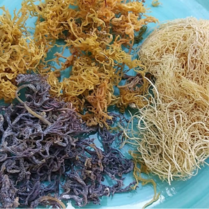 High Quality Best Price Dried Seamoss Wildcrafted Sea Moss with OEM Packaging from Vietnam - Product Image 1