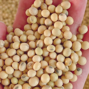 Non-GMO <b>Soybeans</b> Wholesale Clean High Protein, Low Moisture - Product Image 1