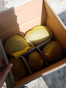 Durian surgelé RI6 Vietnam Prix attractif pour le durian surgelé de qualité supérieure avec noyau ANGLE - Product Image 5