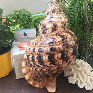 Vietnam Brass Trumpet Instrument for Band Orchestra Performance Practice and Stage Music Playing - Product Image 1