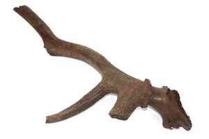 เขากวางแดงธรรมชาติสำหรับเคี้ยวสัตว์เลี้ยงและของตกแต่งบ้านงานหัตถกรรม - Product Image 6