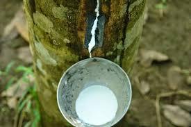 Goma de alta calidad Great A Cup Lump - Product Image 5