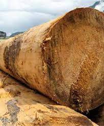 Bûches de mélèze de Sibérie pour la construction de meubles sur mesure Bûches de mélèze de Sibérie pour applications à usage intensif - Product Image 2