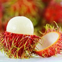 Premium verse rambutan voor export en groothandel - Kim Minh International