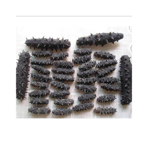 BEST SELLER CONCOMBRE DE MER SÉCHÉ |   Exporté par Tanis, qualité supérieure, durée de conservation de 24 mois, stockage au frais et à sec - Product Image 1