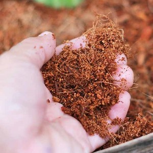 Turba de coco con muchos tipos y formas Turba de coco para proteger la tierra Proveedor de Vietnam Producto de turba de coco - Product Image 6