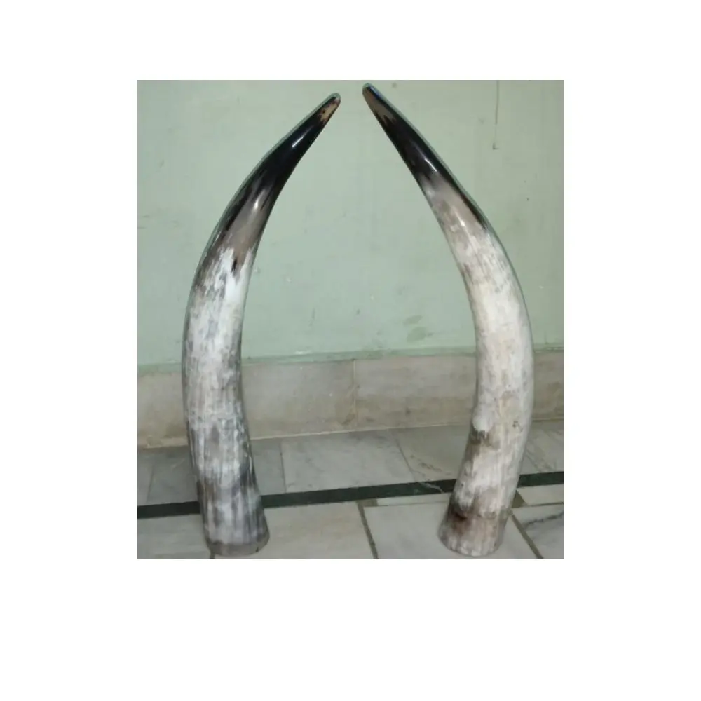 Nuovo Design più venduto corno africano per l'uso potabile disponibile al prezzo all'ingrosso dall'esportatore indiano