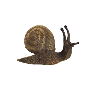 Ciclo de crecimiento del caracol C, descubre la transformación lenta y constante - Product Image 5