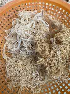 ÉCHUMA SÉCHÉ Offre Spéciale ALGUES-bon prix légumes déshydratés mousse de mer séchée pour la nourriture - Product Image 6