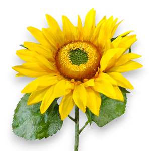 Girasol 65cm - Product Image 3
