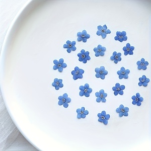 Mini bleu séché pressé ne m'oubliez pas fleurs pour résine Scrapbooking cadre Photo signet bricolage - Product Image 5