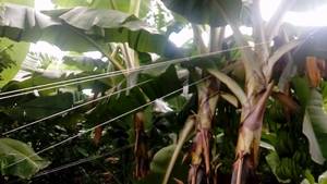 Lớn Kiến Trúc Nhà Kính Cho Vườn Trong Nhà Tăng Cường Đa Năng Thép Nhỏ Màu Xanh Lá Cây Nhà Cho Các Nhà Máy Việt Nam Vườn Dây - Product Image 6