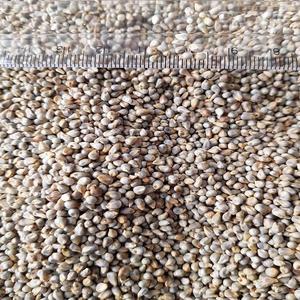Prix bas 100% grain séché indien de millet vert de haute qualité pour l'alimentation des porcs de bovins de cheval disponible pour l'exportation - Product Image 4