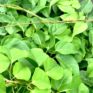 ใบ Giang สดแช่แข็ง/ใบแม่น้ำรสชาติเปรี้ยวธรรมชาติส่วนผสมเพื่อสุขภาพสำหรับมื้ออาหารจากผู้จำหน่ายในเวียดนาม - Product Image 2