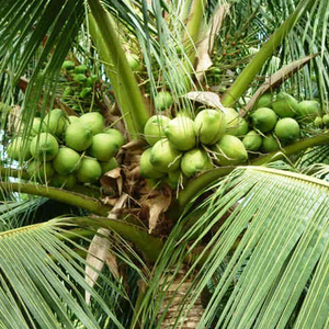 น้ำมะพร้าวสดสำหรับฤดูร้อนนี้/ส่งออกคุณภาพสูงจากเวียดนาม - Product Image 6