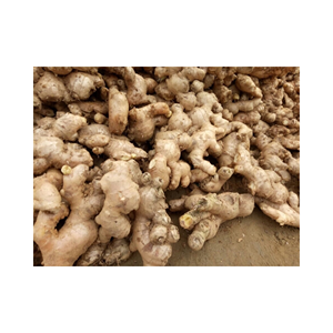 Racine mature naturelle de gingembre frais pour les plats salés production de chutney et de sauce, origine du Vietnam, emballage de gros de qualité supérieure - Product Image 3