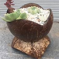 Maceta de cáscara de coco ecológica hecha a mano, suministro de jardín sostenible natural de Vietnam hecho de fibra de coco - Product Image 2