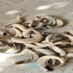 Shofar de Cuerno de Carnero Terminado, Ecológico, Hecho a Mano, Religioso, Año Nuevo, Pulido, India, Amor, Artesanía Natural, Cuerno para Beber - Product Image 1