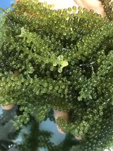 Uvas de mar vietnamitas de alta calidad para exportación // Mr.Kevin - Product Image 4